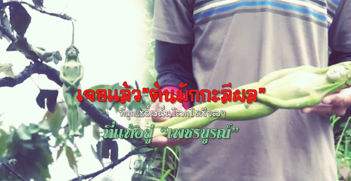 มักกะรีผล-พลังจิต.jpg