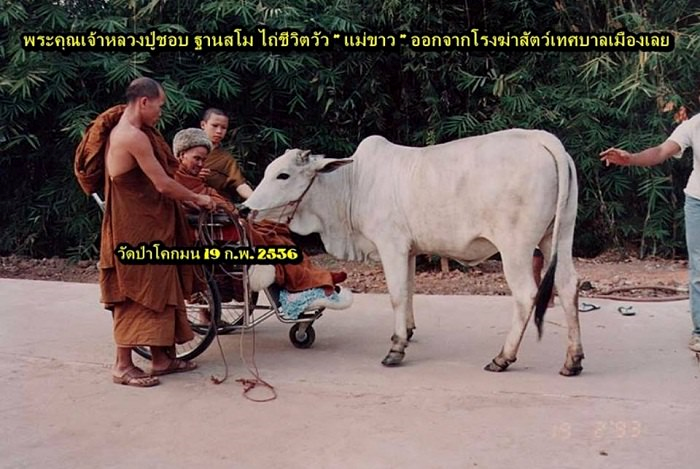 1504449675_61_หลวงปู่ชอบ-ฐานสโม-ไถ่ชีว.png