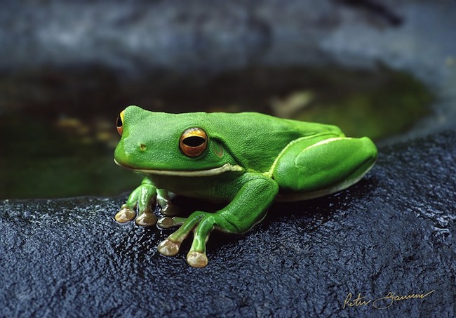 2016-12-18-pet-frog4.jpg