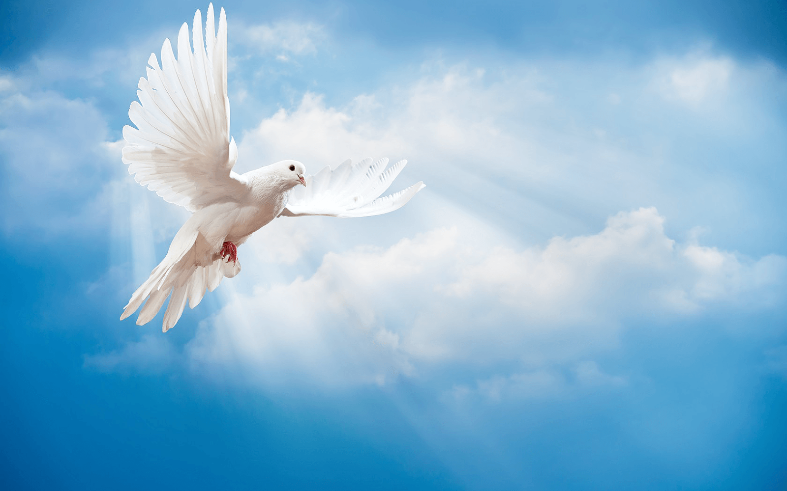 animal-pictures-animals-wallpapers-beautiful-white-dove-blue-sky-clouds-animal-photo.png