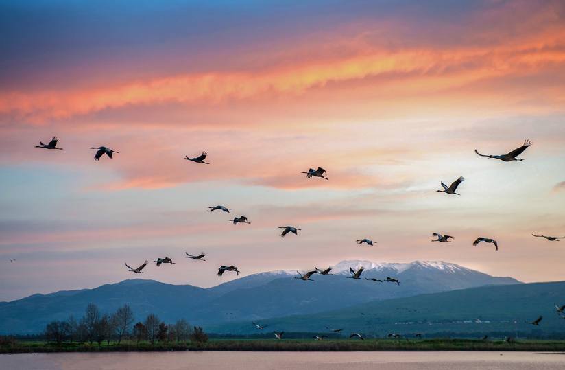 birds-fly-sunrise-mountains.jpg.824x0_q71_crop-scale.jpg