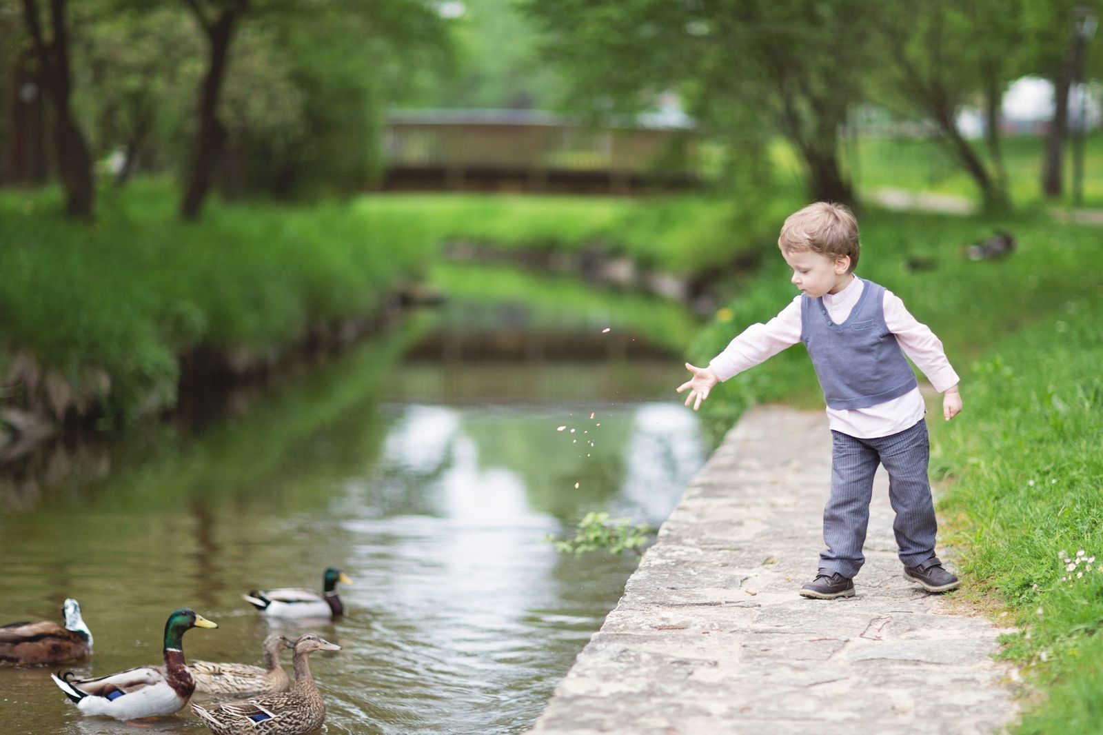 Boy-feeding-ducks-GettyImages-168987205-58fd7cf53df78ca1591af91a.jpg