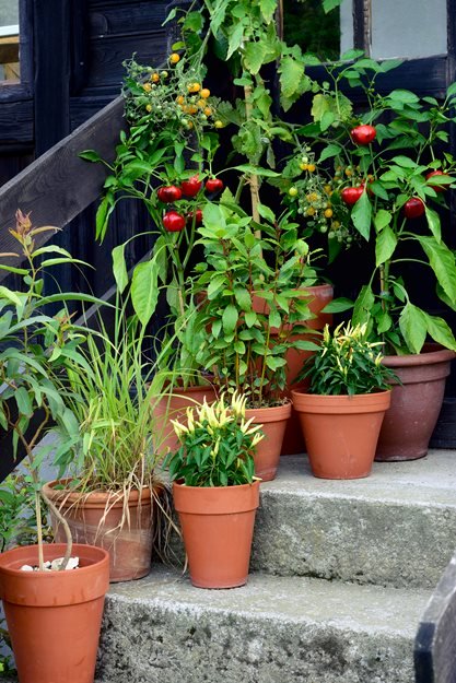 container-vegetables-small-space-vegetables-garden-design_11734.jpg