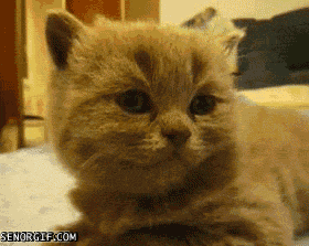 cute-happy-funny-giggle-cat-111.gif