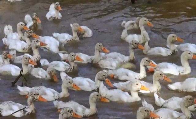 duck-farm.jpg