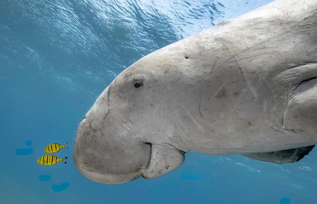 DUGONG-e1552639700660.jpg