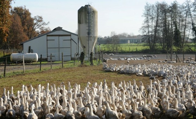 france-poultry-farming.jpg