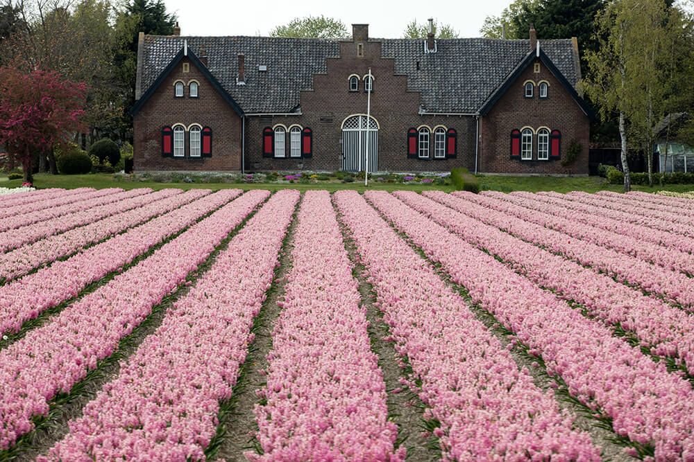 hyacinth-field-holland.jpg