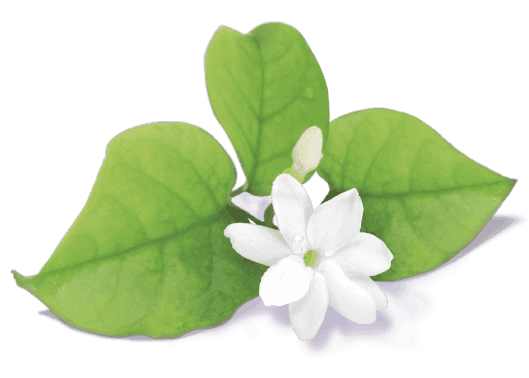 jasminum-flower-avatar-529x378.png