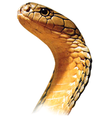 king-cobra1.gif