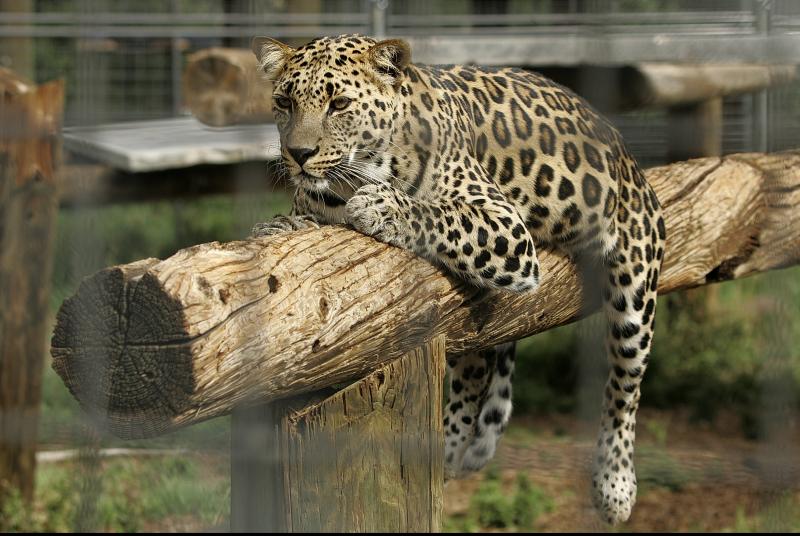 leopard-kills-buddhist-monk-meditating-in-indian-forest-upi-news.jpg