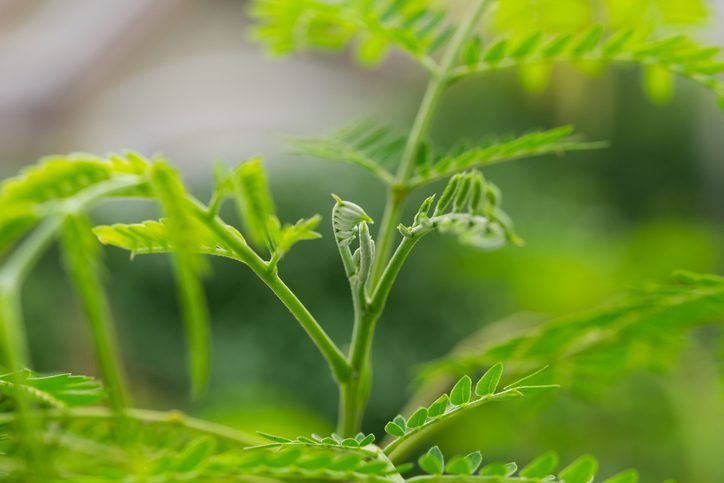 Leucaena-leucocepphala.jpg