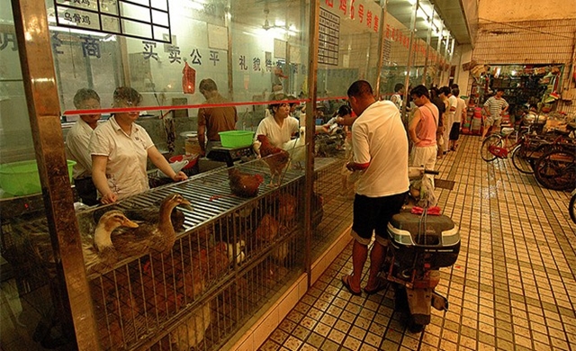 live-poultry-market-in-China.jpg