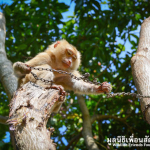 Macaque-rescue-Lamai-samui-020416-04-B-300x300.jpg