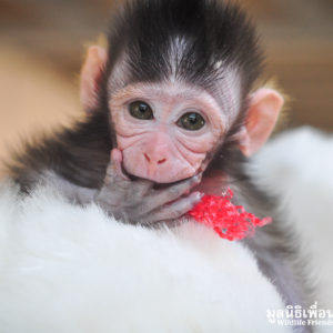 Macaque-rescue-MaKut_Baby-Monkey-200416-28-sm-300x300.jpg