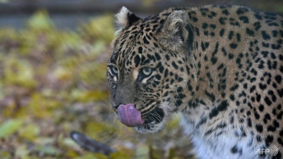 meditating-buddhist-monk-killed-in-india-leopard-attack-channel-newsasia.jpg