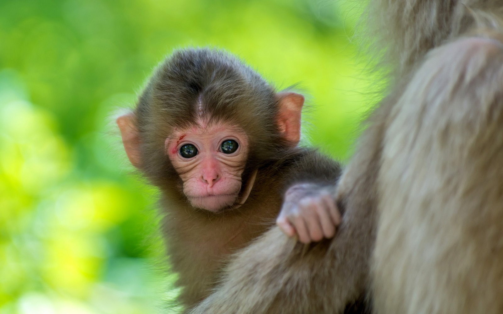 Mother-and-Cute-Baby-Animal-Pictures.jpg