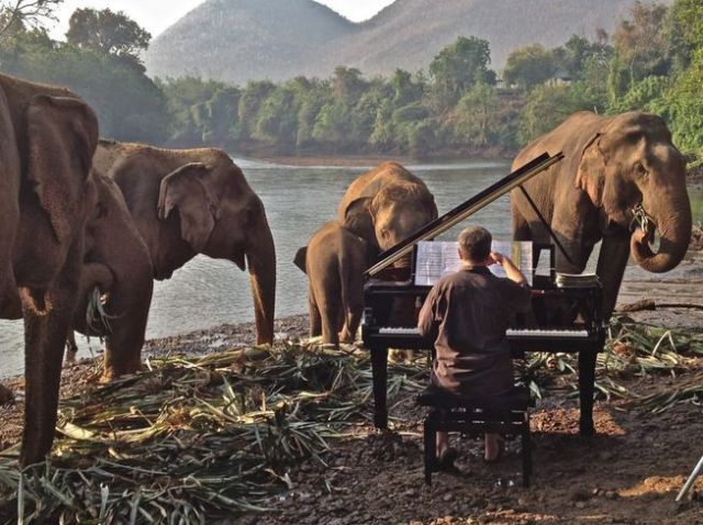 Paul_Barton_plays_elephants.png.653x0_q80_crop-smart.jpg