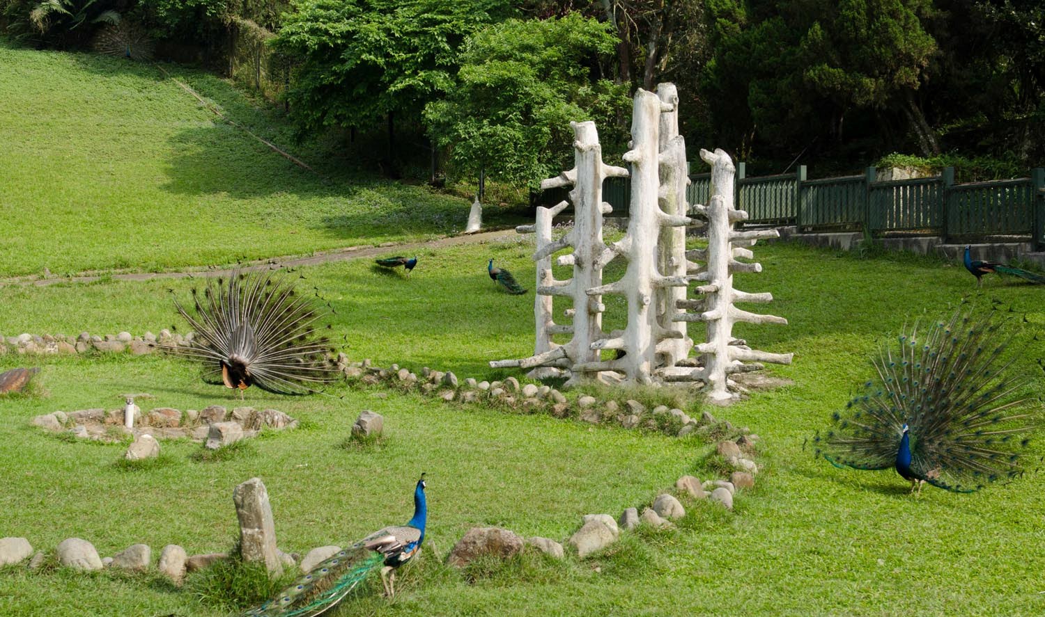 Peacock_Park______-003.jpg