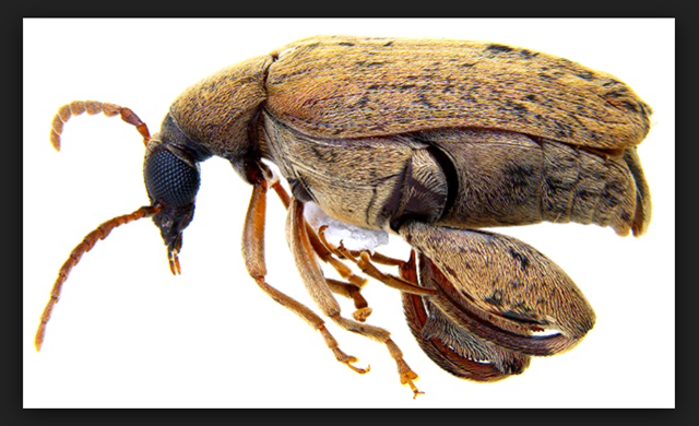 peanut-beetle.png