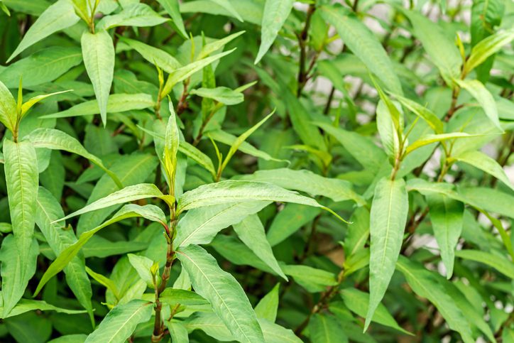 Persicaria-odorata.jpg