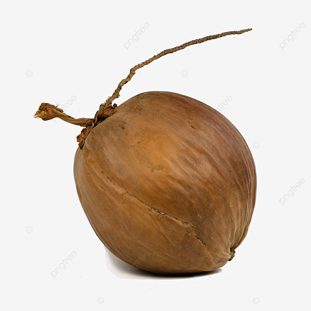 pngtree-brown-old-coconut-isolated-on-transparent-png-image_1934552.jpg