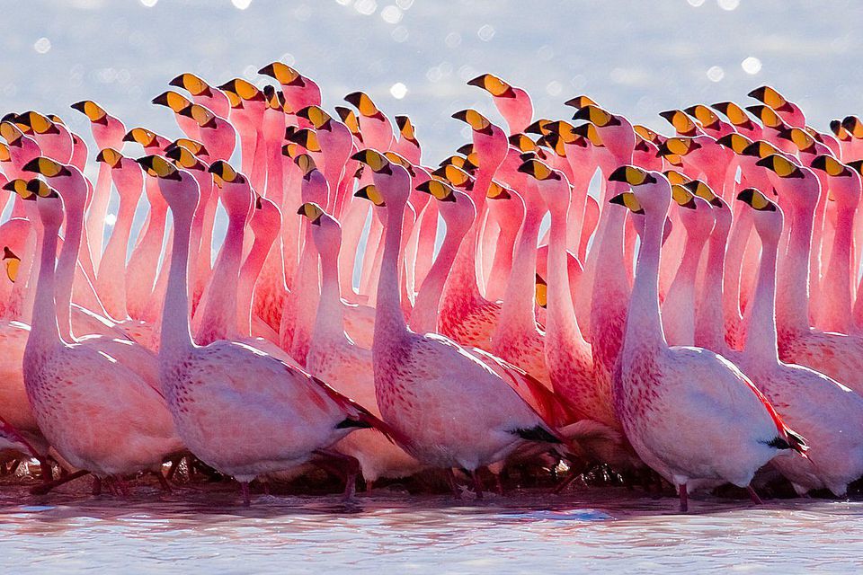 puna-flamingo-58a6cb7d5f9b58a3c9fc5fc8.jpg