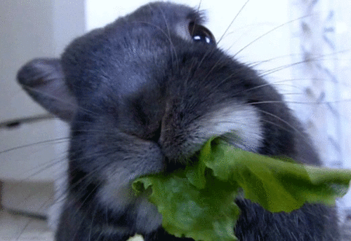 Rabbit-Eating-Lettuce.gif