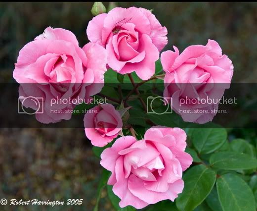 rose_5778b.jpg