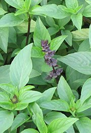 Sweet-Basil-3.jpg