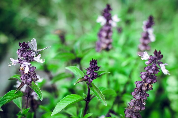 Thai-Basil.jpg