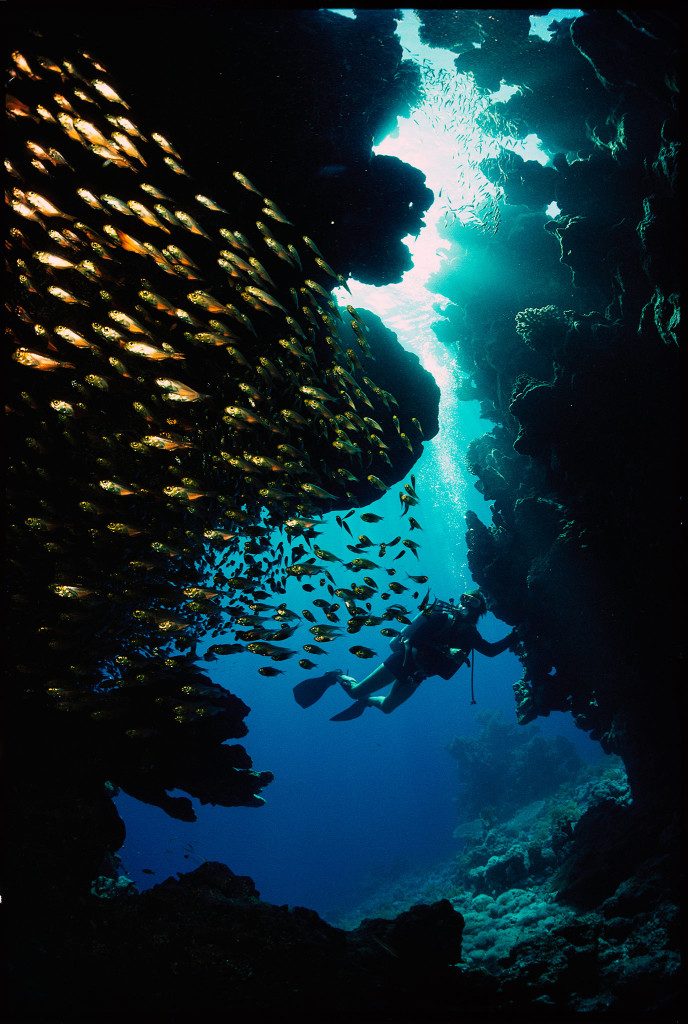 voyager-underwater-diving-fish-school_530616-688x1024-688x1024.jpg