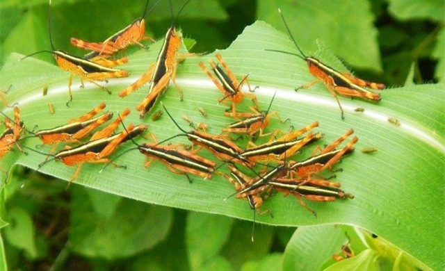 yellow-spined-bamboo-locust-outbreak-in-Laos.jpg